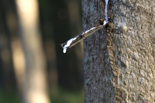 Rubber tree in the garden are making rubber tapping to remove latex.