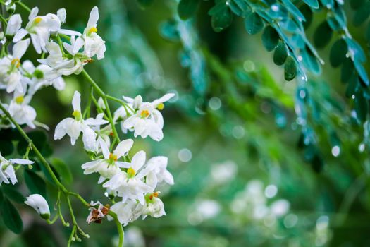 Horse radish tree or Drumstick is a rich source of vitamins, minerals, and amino acids