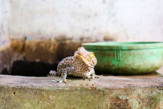 gecko fell from the wall into the water tank and climbed on edge of the basin