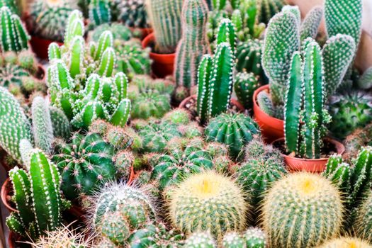 multi of cactus on dirt pot put on terrarium to decor and interior in house and office