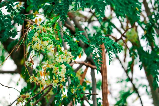 Horse radish tree or Drumstick is a rich source of vitamins, minerals, and amino acids