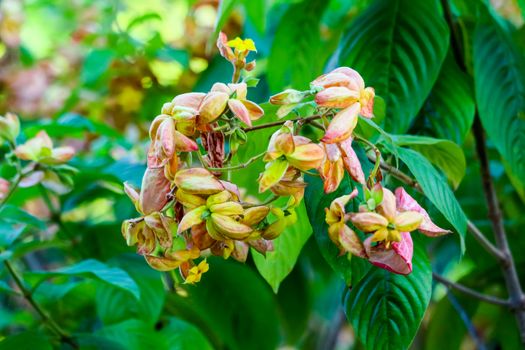 The calyx expanded into five lobe of orange pink yellow and with soft short hairs according to the branches The bottom leaves, flower petals