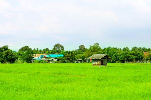 The cottage is surrounded by green rice fields and tree background