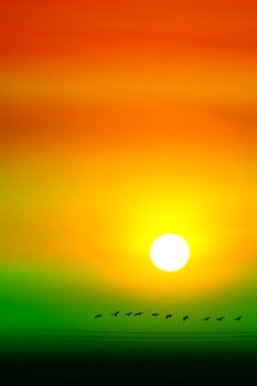 multicolor of sunset sky and sun ray all around and silhouette flying birds over power electric line