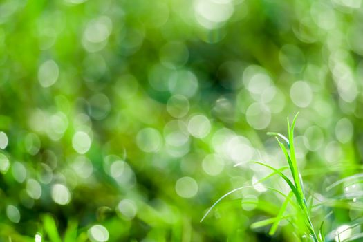 green grass in the garden and blokeh of water drop on leaves in field