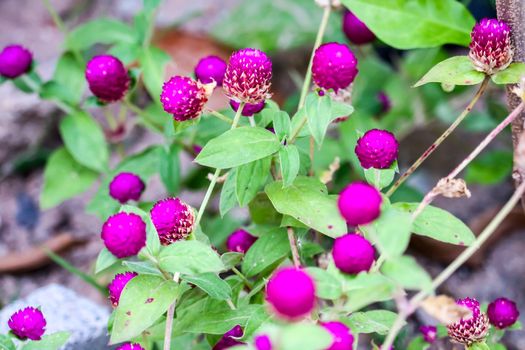 Gomphrena globosa L benefit, flowers and trees have a sweet, nasty taste, It is a deliberate drug that acts on the lungs and liver, Used as a liver remedy or a fire element in the liver, Help to cure eye sore eye