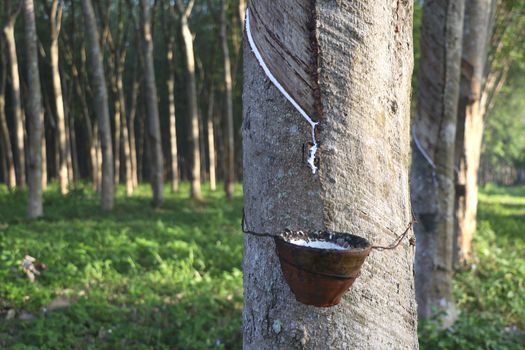 Rubber tree in the garden are making rubber tapping to remove latex.