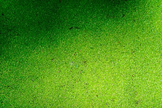 mosquito fern has green and yellow color and fall leaves on water surface in pond