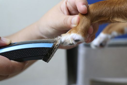 Trim the fur on the toe of the pet for cleanliness and hygiene.