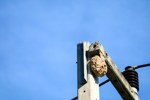 Wasps nest on the top of the electric pole, to avoid interference from other animals