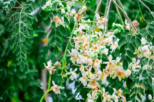 Horse radish tree or Drumstick is a rich source of vitamins, minerals, and amino acids