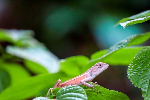 Lizard is hides under the leaves of plant to escape from predators