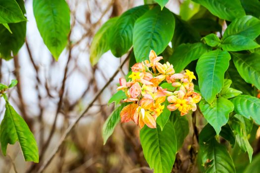 The calyx expanded into five lobe of orange pink yellow and with soft short hairs according to the branches The bottom leaves, flower petals