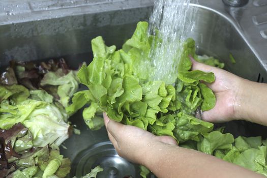 Wash green oak lettuce on the sink. Wash fruits and vegetables before eating for safety.