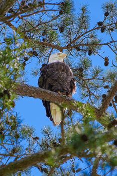 Bald Eagle siting in a pine tree.