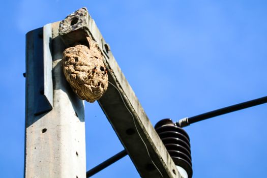 Wasps nest on the top of the electric pole, to avoid interference from other animals