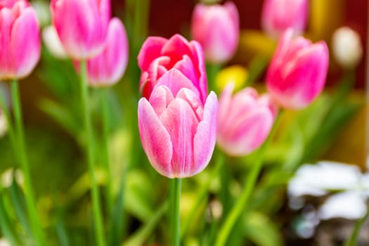 Pink tulips flower, beautifuly flower in garden plant, tulip spring-blooming  