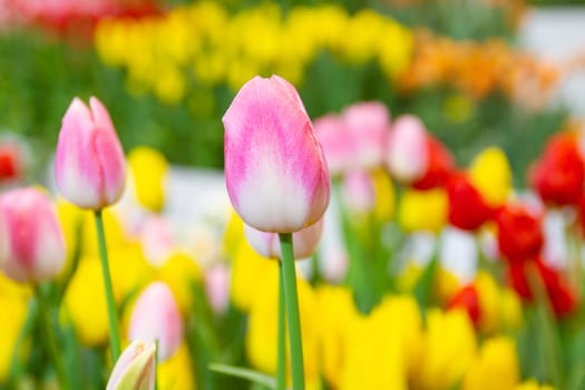 Pink tulips flower, beautifuly flower in garden plant, tulip spring-blooming  