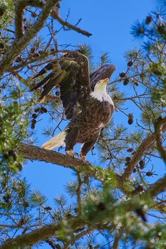 Bald Eagle siting in a tree starting to take flight.