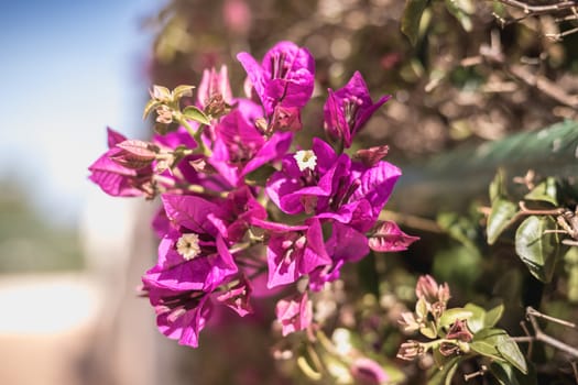 bougainvillea flower on a sunny winter day in Portugal