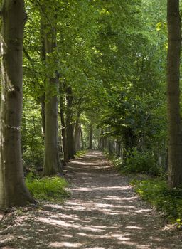 forest walking path with trees and sun and shadows