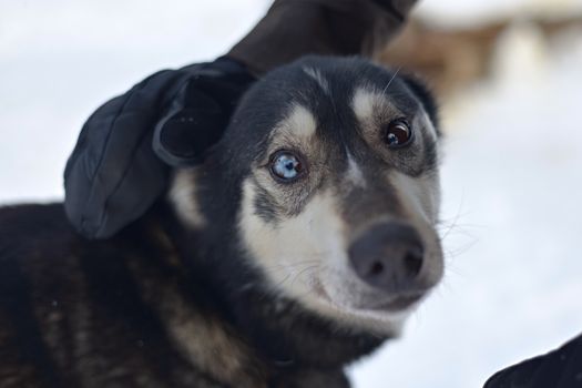 This black working husky is being petted and its strikingly beautiful blue and brown eyes look at the camera