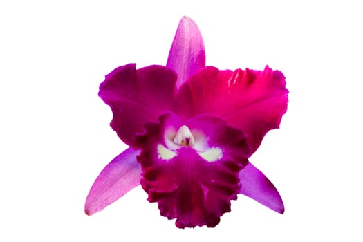 Purple orchid flower isolated on white background with clipping path.