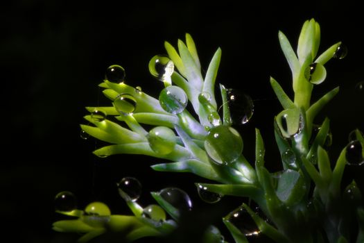 super macro of large water droplets on hedge foliage against black