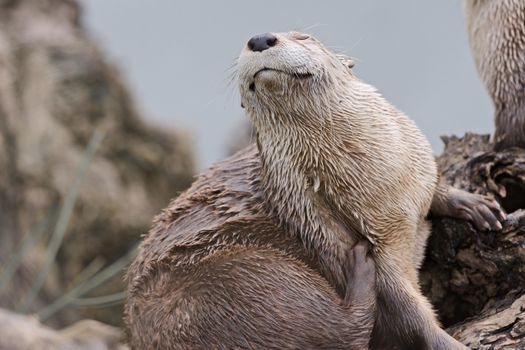 an otter satisfies an itch with a big scratch using his back foot, smiles as a result