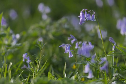 british bluebell close up with a blurred background