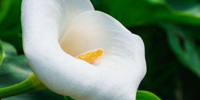 White calla lily macro shot in garden, lush green foliage in the background, panoramic crop
