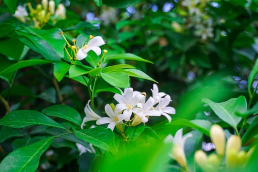 Orange jasmine or murraya paniculata flowers in the garden.