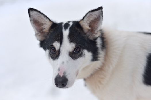 This working black and white patched husky dog is looking face on with ears pricked against a backdrop of plain white snow