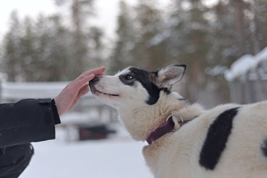 This curious white working husky with black patches sniffs an outreached hand, with a snowy background of alpine trees