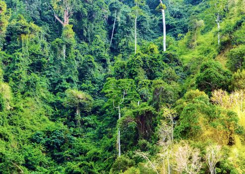 jungle beautiful nature green leaves background exotic