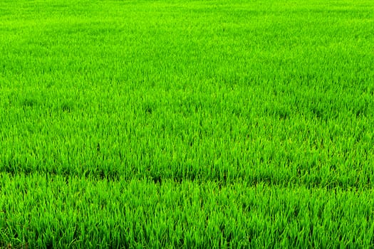 Farm fields crop Rice Paddy harvesting green grass landscape