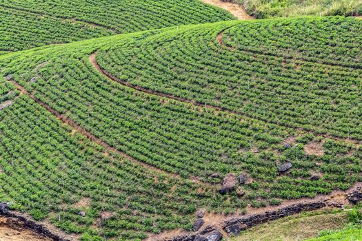 lush tea plantations Nuwara Eliya is the heart of the tea ceylon industry Sri Lanka