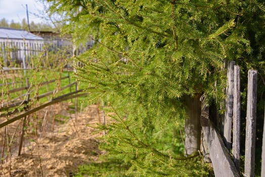 Green spruce branches and gray old wooden fence with cracks on a sunny day of the beginning of the month of May.