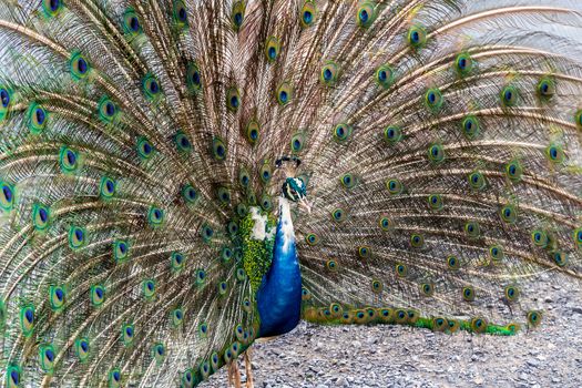 Peacock feather tail fan beautiful dancing portrait