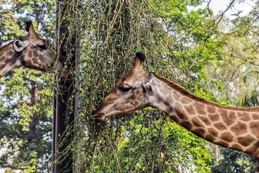 Giraffe safari (Giraffa camelopardalis) is an African even-toed ungulate mammal wildlife