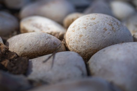 close-up of gray beach pebbles in the earth as decoration of a garden