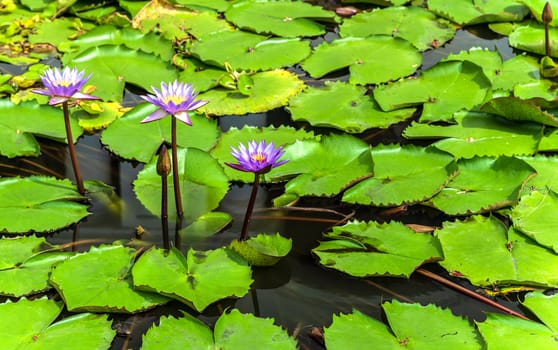 lotus on surface of pond