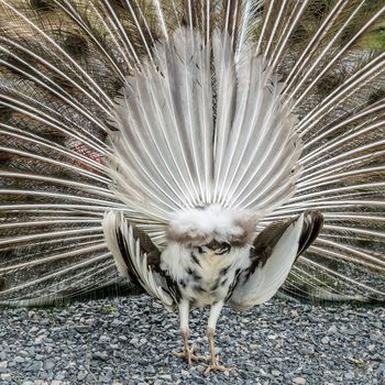 Peacock back beautiful tail fan ass protest dancing portrait hen