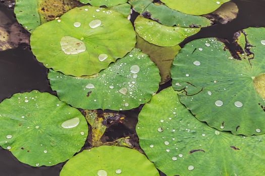 rain drop wetland plants Lotus Water Lily