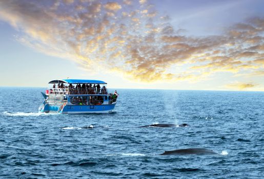 Humpback family whales sailing Indian ocean tourist yacht side view path whale safari off the coast of Ceylon Mirissa Sri Lanka