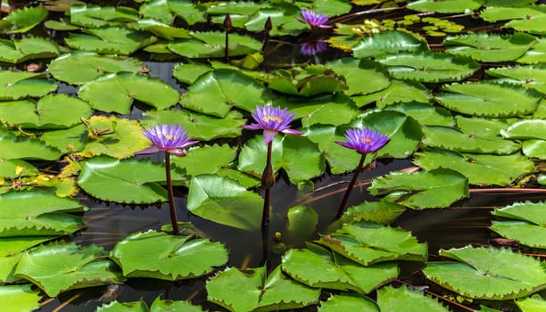 Pink Lotus water plant with reflection in a pond