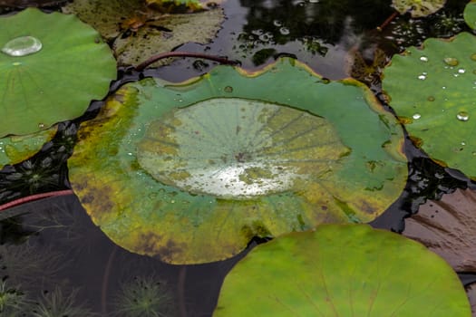 Asian flowers close up Lotus leaves rain drop