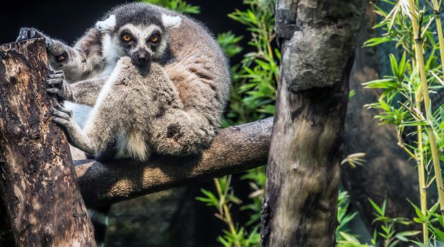 Ring-tailed lemur Lemuroidea monkey sitting on the tree, Sri Lanka