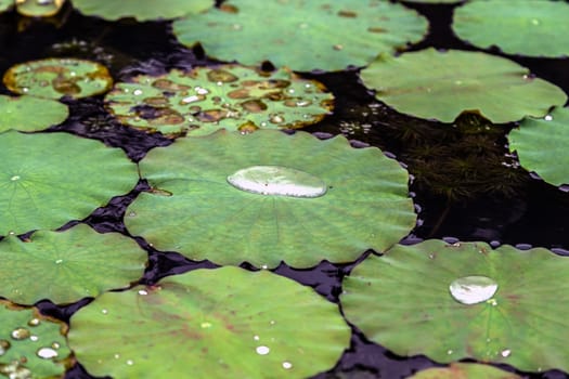droplet in green lotus flower