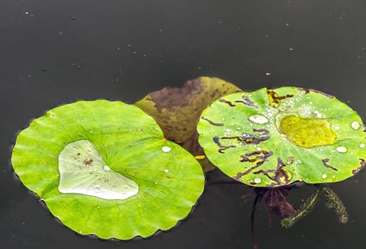 Rain drops water of leaves waterlily or lotus flower